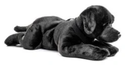UNI-TOYS® Labrador Schwarz, Liegend - 60 Cm (Länge) - Plüsch-Hund, Haustier - Plüschtier Kuscheltiere -TONIES Geschäft 24283025 03